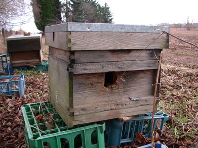GREEN WOODPECKERS ATTACKING BEEHIVES
